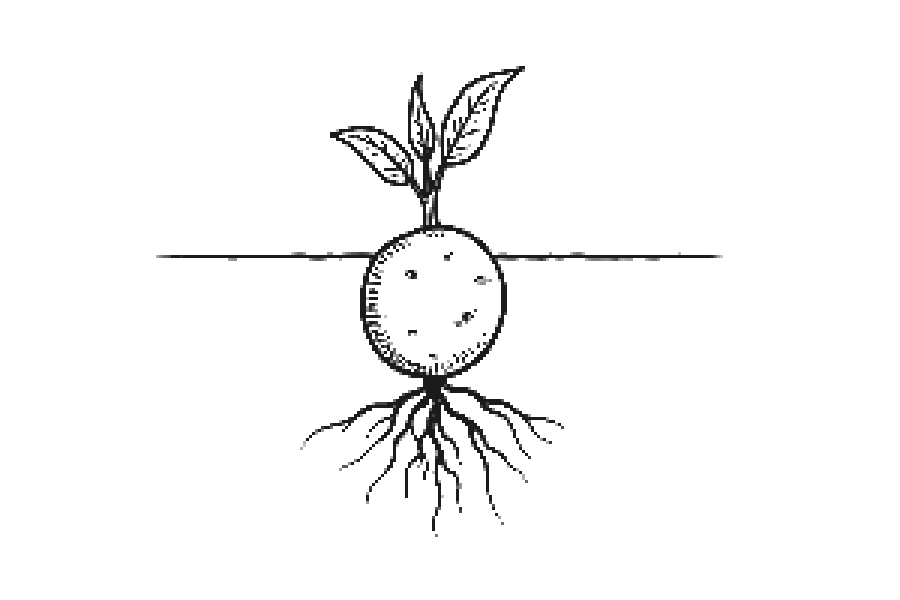 A potato-shaped seed underground with a tiny sprout